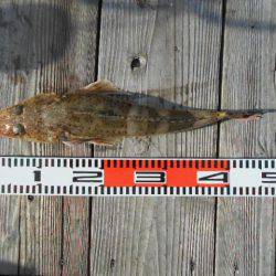 こかわ渡船　雅丸 釣果