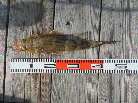 こかわ渡船　雅丸 釣果