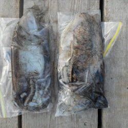 こかわ渡船　雅丸 釣果