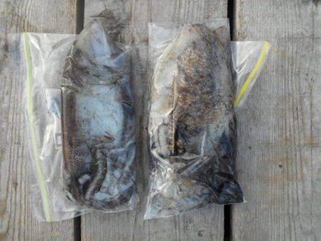 こかわ渡船　雅丸 釣果