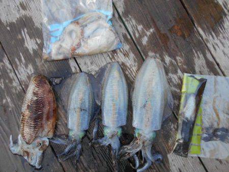 こかわ渡船　雅丸 釣果