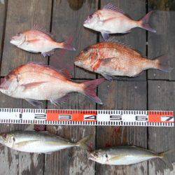 こかわ渡船　雅丸 釣果