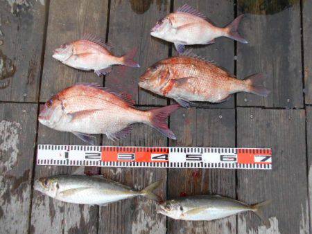 こかわ渡船　雅丸 釣果