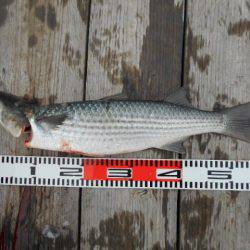 こかわ渡船　雅丸 釣果