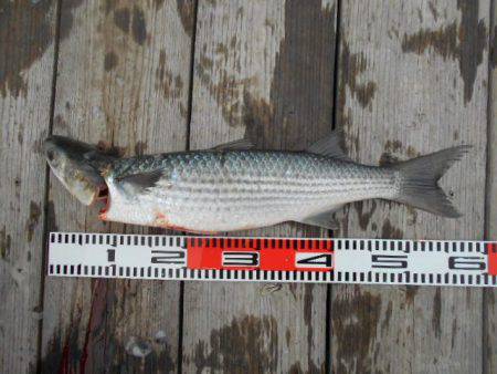 こかわ渡船　雅丸 釣果
