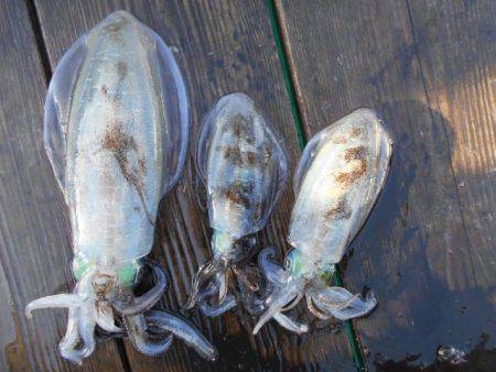 こかわ渡船　雅丸 釣果