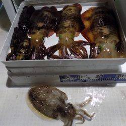 フィッシングボート空風(そらかぜ) 釣果