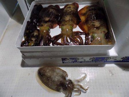 フィッシングボート空風(そらかぜ) 釣果