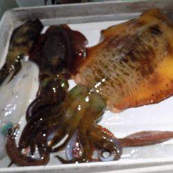 フィッシングボート空風(そらかぜ) 釣果