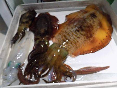 フィッシングボート空風 釣果