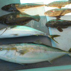 大進丸（愛知） 釣果