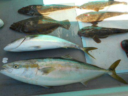 大進丸（愛知） 釣果