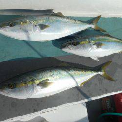 大進丸（愛知） 釣果