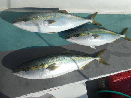 大進丸（愛知） 釣果