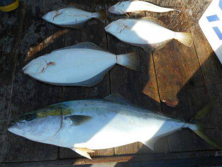 大進丸（愛知） 釣果