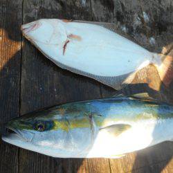 大進丸（愛知） 釣果