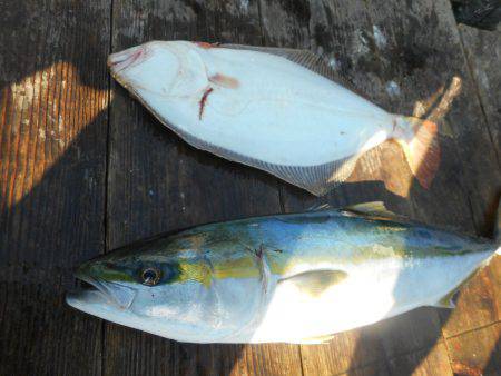 大進丸（愛知） 釣果