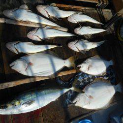 大進丸（愛知） 釣果