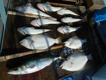 大進丸（愛知） 釣果