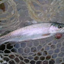 フィッシングエリア帝釈 釣果