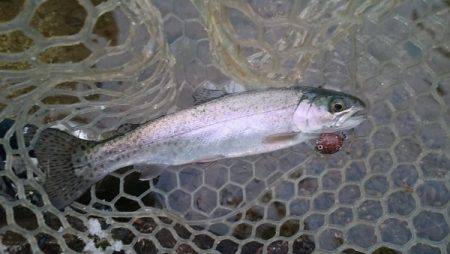 フィッシングエリア帝釈 釣果