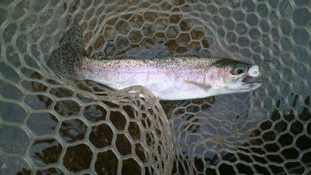 フィッシングエリア帝釈 釣果