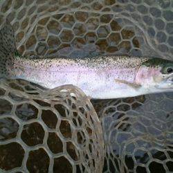 フィッシングエリア帝釈 釣果