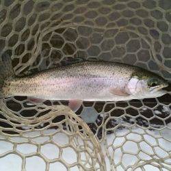 フィッシングエリア帝釈 釣果