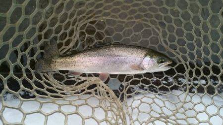 フィッシングエリア帝釈 釣果