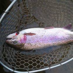 フィッシングエリア帝釈 釣果