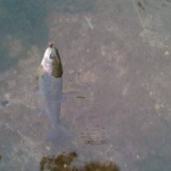 フィッシングエリア帝釈 釣果