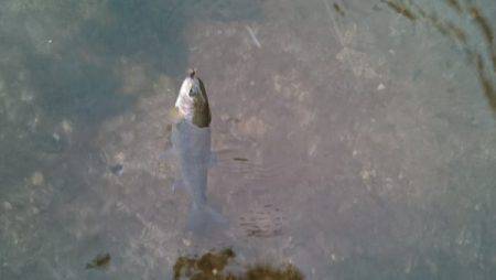 フィッシングエリア帝釈 釣果