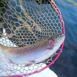 フィッシングエリア帝釈 釣果