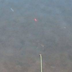 フィッシングエリア帝釈 釣果