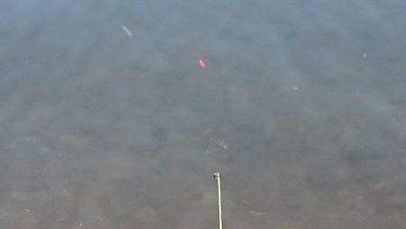 フィッシングエリア帝釈 釣果