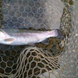 フィッシングエリア帝釈 釣果