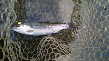 フィッシングエリア帝釈 釣果