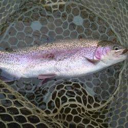 フィッシングエリア帝釈 釣果