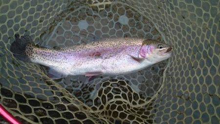 フィッシングエリア帝釈 釣果