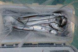 武士(SAMURAI) 釣果