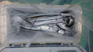 武士(SAMURAI) 釣果