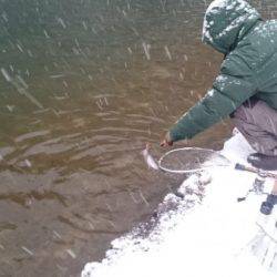 フィッシングエリア帝釈 釣果