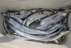 武士(SAMURAI) 釣果