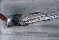 武士(SAMURAI) 釣果