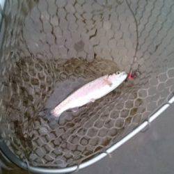 フィッシングエリア帝釈 釣果