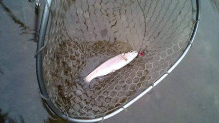 フィッシングエリア帝釈 釣果