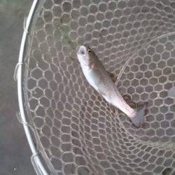 フィッシングエリア帝釈 釣果