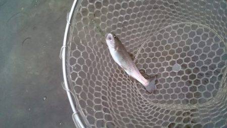 フィッシングエリア帝釈 釣果