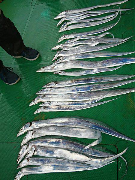 恵比寿丸（兵庫） 釣果