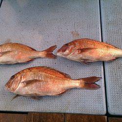 第二常豊丸 釣果